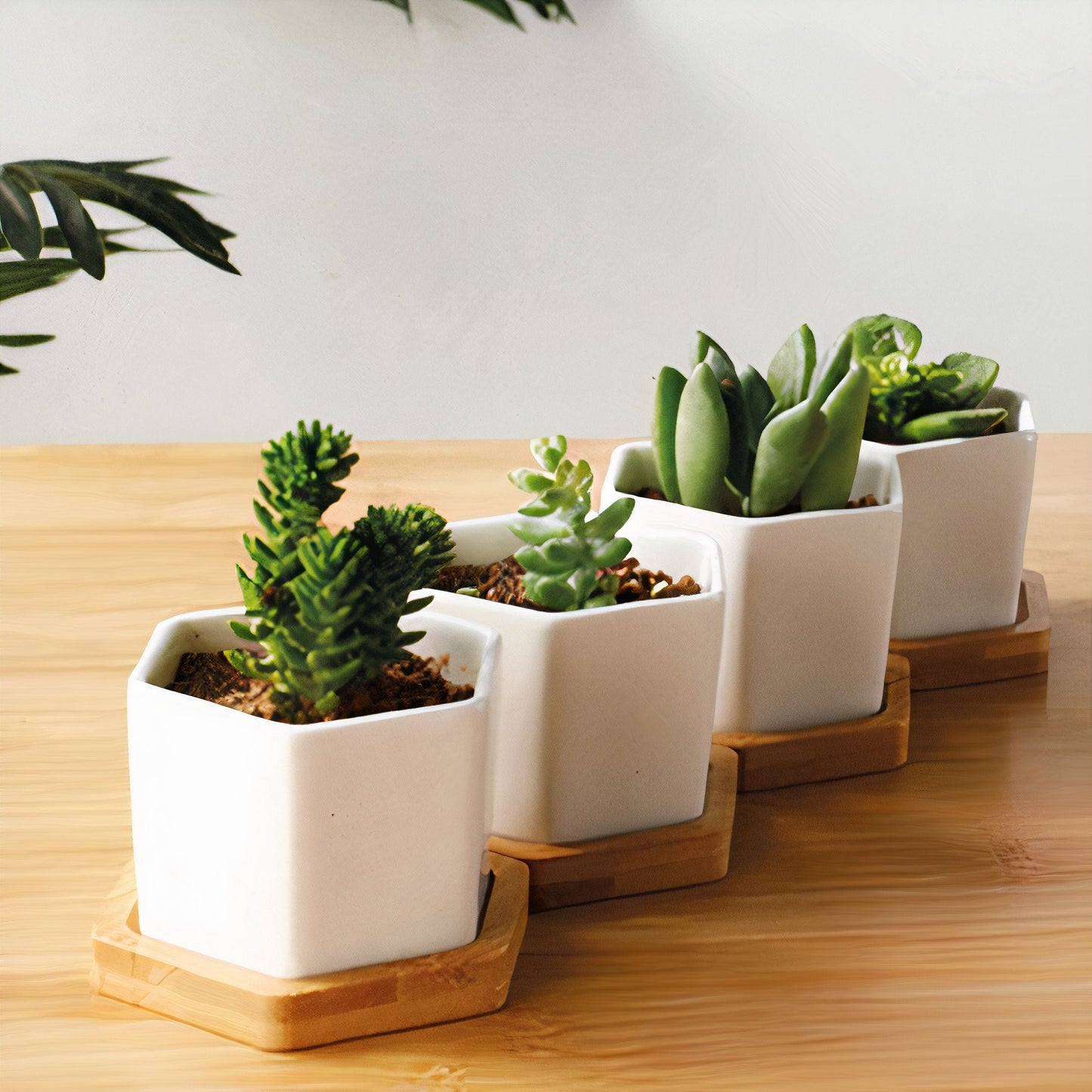 Succulent Planter -Small (Set of 3)