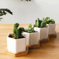 Succulent Planter -Small (Set of 3)