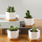 Succulent Planter -Small (Set of 3)