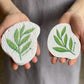 Eucalyptus - Pop-up Sponge